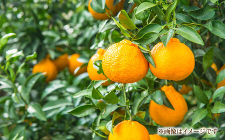 【先行予約】 不知火 約3kg 柑橘 みかん 蜜柑 熊本 フルーツ 果物 【日本フルーツ株式会社】[ZFJ035]