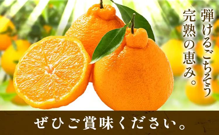 秀品 不知火 ( デコポン ) と同品種 約2kg しらぬい