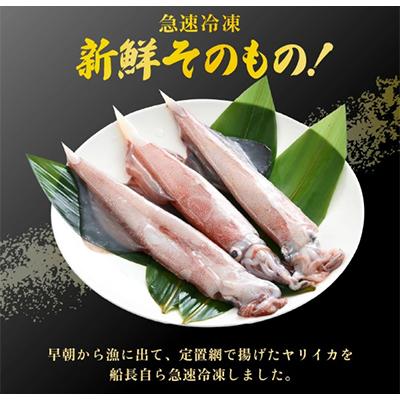 ふるさと納税 美浜町 【活きたイカをご提供しているはるか丸が活〆!鮮度抜群】急速冷凍したお刺身で食べるヤリイカ 約500g |  | 01