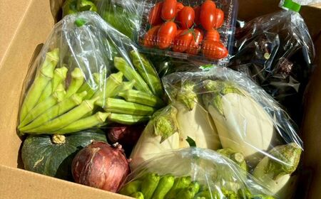 【定期便6ヶ月】季節の野菜詰め合わせ Aセット 野菜食べ比べ 旬の野菜 野菜セット定期便 | 石川県 小松市 【Kacchan.Farm】