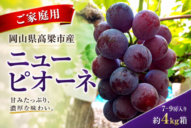 ニューピオーネ7～9房入り 約4kg コンテナ茶箱 ご家庭用 岡山県高梁市産