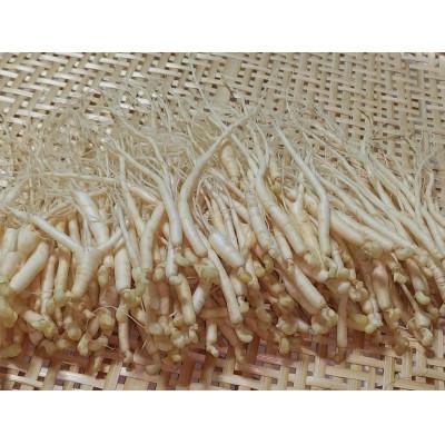 ふるさと納税 長野県 生高麗人参 2年生 細物 約100g 【 栽培期間中低農薬 】信州産 朝鮮人参 国産