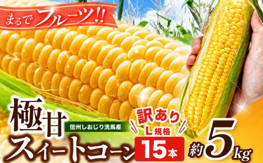 極甘スイートコーン 訳あり L規格15本 約5kg （高原野菜の名産地　信州しおじり洗馬産）【7月末～8月中旬にかけて順次発送予定】| 野菜 とうもろこし トウモロコシ スイートコーン イエロー種 洗馬 朝採り 訳あり 規格外品 形不揃い サイズ不揃い 長野県 塩尻市