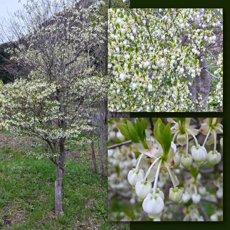 【先行予約】白ドウダンツツジ 苗木 (鉢物)【2027年4月上旬以降順次発送】【ドウダンツツジ フラワー 花 】 [m47-a029]