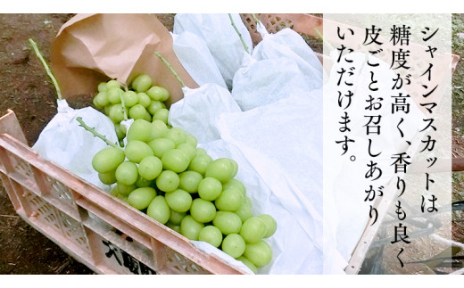 シャインマスカット 約1.2kg  (桜川市・石岡市共通返礼品） 2026年9月上旬発送開始  開田ぶどう園 産地直送 フルーツ 甘い 直送 茨城 限定 ギフト ぶどう シャインマスカット 果物 [D