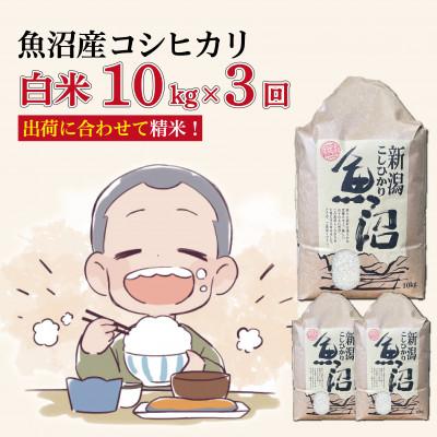 ふるさと納税 十日町市 【毎月定期便】魚沼産コシヒカリ【精米】10kg全3回