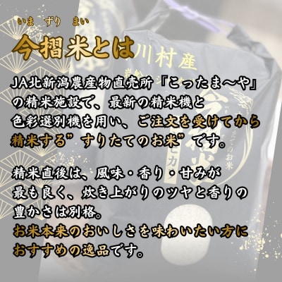 R7年産 関川村産 岩船コシヒカリ 今摺米 5kg(精米5kg×1袋)[JA北新潟]【1701348】
