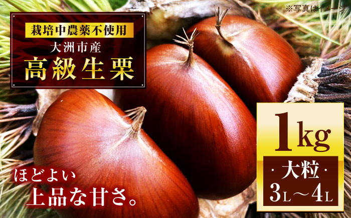 
            【先行予約】【9月中旬から順次発送】高級生栗 大粒 3L・4Lサイズ 1kg くり 栗 4l 国産 生栗 果物 フルーツ 栗きんとん 愛媛県大洲市/あじさい農園 [AGAE007] 
          