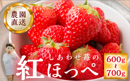 【12月下旬～発送】 先行予約 自宅用 いちご 紅ほっぺ 600-700g [しあわせ苺] サイズ バラバラ のため 訳あり 訳アリ 農園直送 フルーツ 大粒 スイーツ 苺 イチゴ 大人 人気 簡易梱