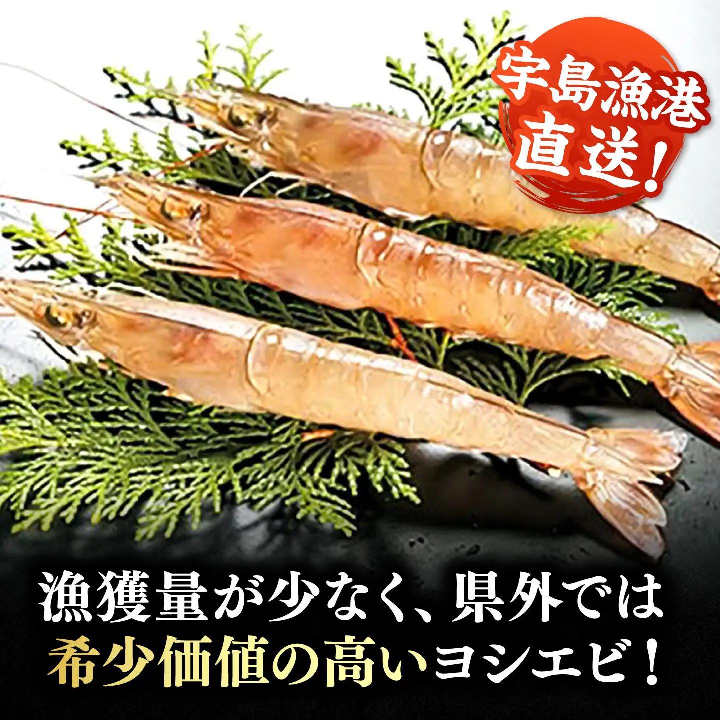 【先行予約】幻のヨシエビ 計800g VAG012 海老 高級