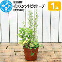 【ふるさと納税】水辺植物 インスタントビオトープ(寄せ植え)(1鉢)