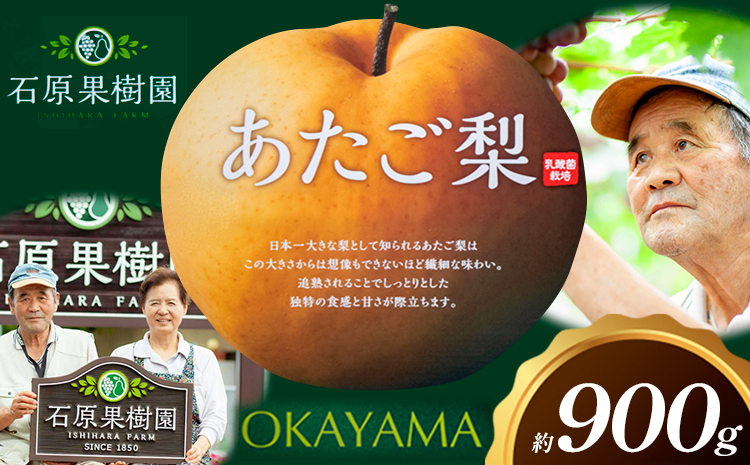 梨 あたご梨 1玉 約900g 贈答箱入り 石原果樹園《2026年11月中旬-12月下旬頃出荷》岡山県 浅口市 フルーツ 果物 ギフト 贈り物 国産 岡山県産 送料無料---124_3322_11b1