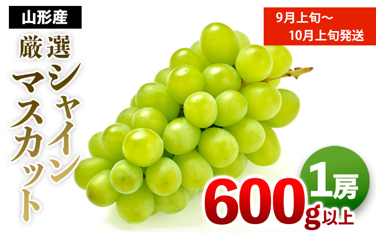 
            厳選シャインマスカット 秀品 600g以上 1房入 1箱 [前半] 【令和7年産先行予約】FS24-604くだもの 果物 フルーツ 山形 山形県 山形市 2025年産
          