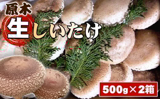 原木生しいたけ ／ シイタケ 椎茸 きのこ キノコ 茸 肉厚 歯ごたえ 香り 神奈川県 No.081