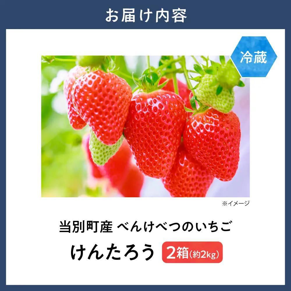 【2027年度産先行受付】当別町産べんけべつのいちご（けんたろう）8パック｜イチゴ 苺 北海道産 希少品種 朝どれ 北海道産 北海道 当別町