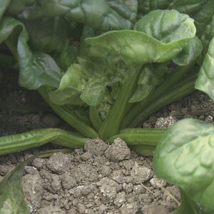 【先行予約/12月中旬以降発送】【北海道平取町産】寒締めホウレン草（ちぢみほうれん草）200g×10袋 BRTO003