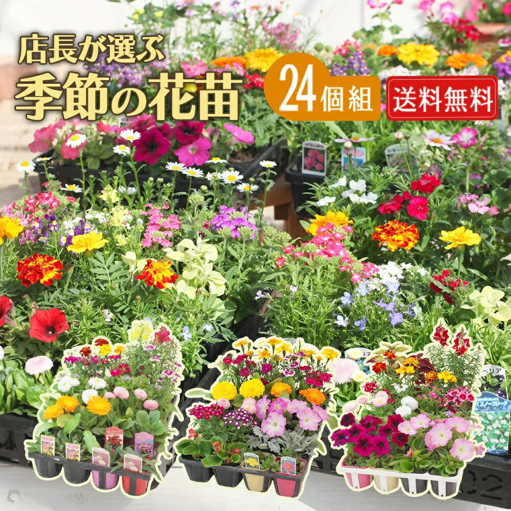 【ふるさと納税】季節の花苗24苗セット【花苗 花苗セット 花 季節の花 花セット ガーデニング 家庭菜園 園芸 初夏 夏 花壇 庭 鉢 玄関 プランター 寄せ植え おうち時間 趣味 ベランダ 土っ子倶楽部 プレゼント ギフト 】【価格改定X】