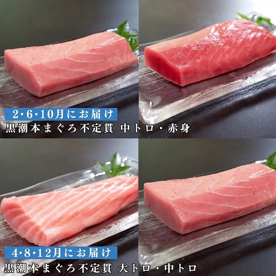 訳あり 不定貫 定期便 6回 高知県産 本マグロ 大トロ・中トロ・赤身 月替わり (PT0080_0478)