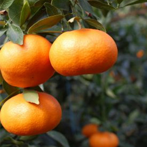 【2026年1月下旬から発送】 家庭用 甘平 5kg | かんぺい カンペイ 愛媛 みかん 先行予約 蜜柑 柑橘 果物 くだもの フルーツ お取り寄せ グルメ 期間限定 数量限定 人気 おすすめ 愛媛