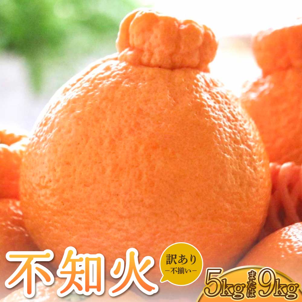 【ふるさと納税】 不知火 訳あり品 しらぬい わけあり 柑橘類 みかん ミカン 蜜柑 5kg 約15〜20玉 もしくは 9kg 約30〜40玉 果物 くだもの フルーツ 九州産 熊本県産 宇城市産 国産 雑誌 MORE 掲載商品 松川果樹園 2026年3月上旬から4月下旬発送予定