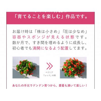 ふるさと納税 藤枝市 育てるパンジー・ビオラのハンギングバスケット寄せ植え |  | 02