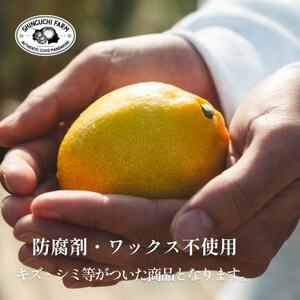 【訳あり】新口農園 レモン 10kg【E70-23】【1470681】