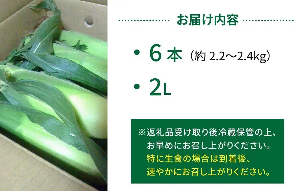 生とうもろこし 2Lサイズ 6本 有機肥料使用のスイートコーン！ 長野県東御市産 ※7月上旬から順次発送予定※発送日指定不可