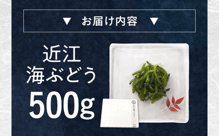 近江海ぶどう 500ｇ 滋賀県長浜市/ワボウ電子株式会社[AQBA017]