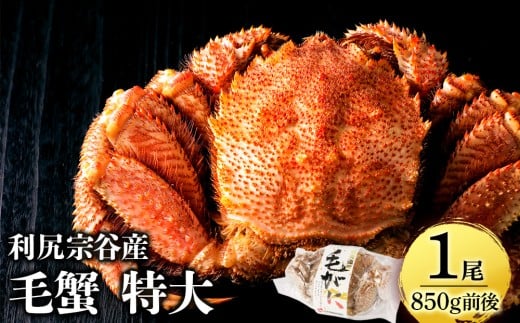【12月20日決済確定分まで年内発送】北海道 利尻・宗谷産 毛ガニ 特大サイズ（850g前後） 1尾＜利尻漁業協同組合＞