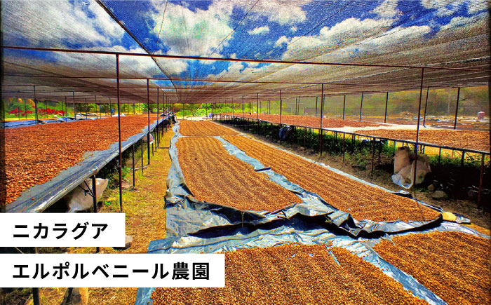 中煎りコーヒー豆250g×2袋 （豆・粉選べます） ニカラグア産エルポルベニール農園ジャバニカ種オレンジハニー 糸島市 / COFFEE UNIDOS 珈琲/カフェ/コーヒー粉 [AQF005]