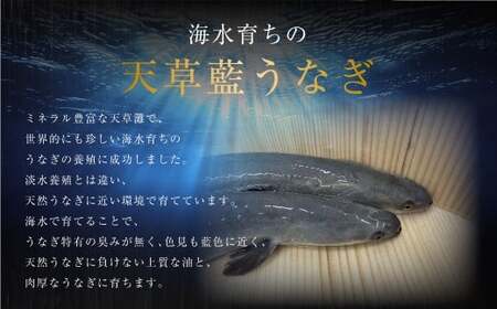 数量限定!! 海水育ちの天草藍うなぎ 紅白5尾～7尾 セット【合計約1kg】ウナギ 鰻 蒲焼き 白焼き