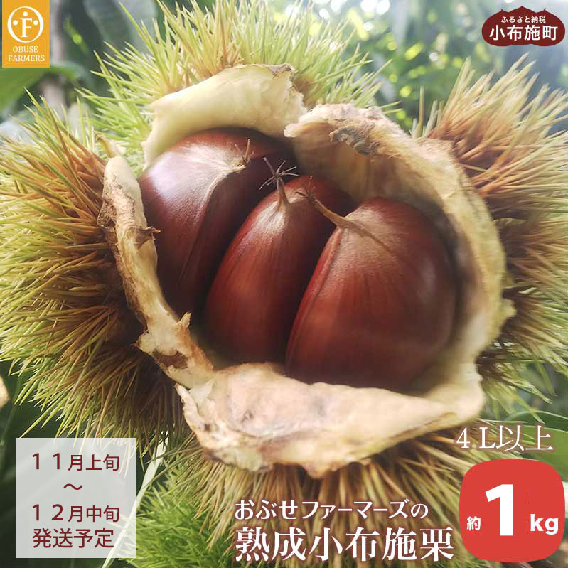 【ふるさと納税】 熟成小布施栗 約1kg 4L以上限定［おぶせファーマーズ］ 生栗 くり 果物 フルーツ クール便 冷蔵便 長野県産 信州産 先行予約 数量限定 令和7年産 【2025年11月上旬〜12月中旬発送】