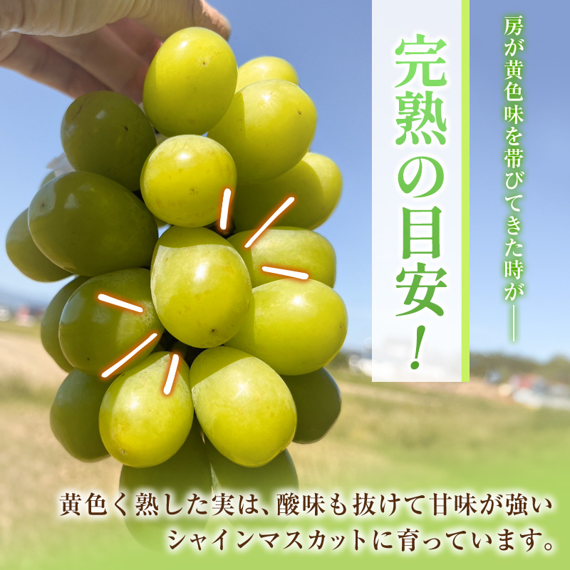 先行予約 シャインマスカット 3～4房 約2.4kg+100g補償付 宮崎県産【C433-25】_イメージ4