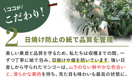 幻の 大きな緑色のマンゴー（キーツ）1個 希少 マンゴー