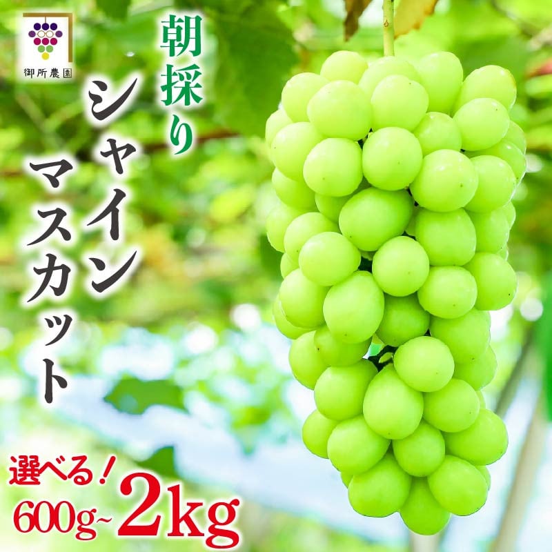 
            【先行予約】 シャインマスカット 選べる容量 約 600～700g 1房 約 1kg 2房 約 1.4kg 約 2kg 3～4房   ＜出荷時期：2025年8月下旬～2025年9月下旬頃＞フルーツ ぶどう 葡萄 【内祝い 内祝 お祝い 御祝い 御祝 お礼 御礼 プレゼント ギフト 贈り物 御所農園 徳島県 阿波市 】
          