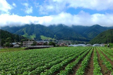 《事前予約》《期間・数量限定》ひだかみ流葉　コクと旨味の有機大玉トマト 有機JAS認定 合計約2.8kg[Q634x] syun10