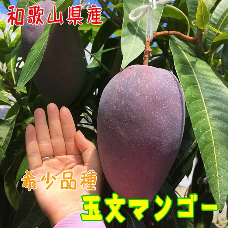 【希少マンゴー】濃厚 玉文 マンゴー 約1kg(1～2玉) ｜ 先行