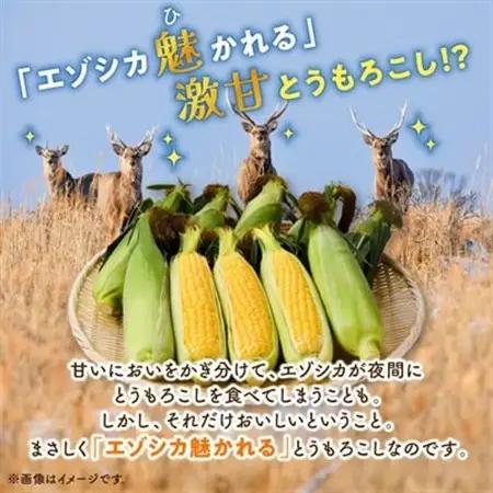 先行受付【十勝ガールズ農場】直送 朝もぎつぶつぶ「あま～いゴールドとうもろこし」10本_野菜 とうもろこし  トウモロコシ_【配送不可地域：離島】【1462030】