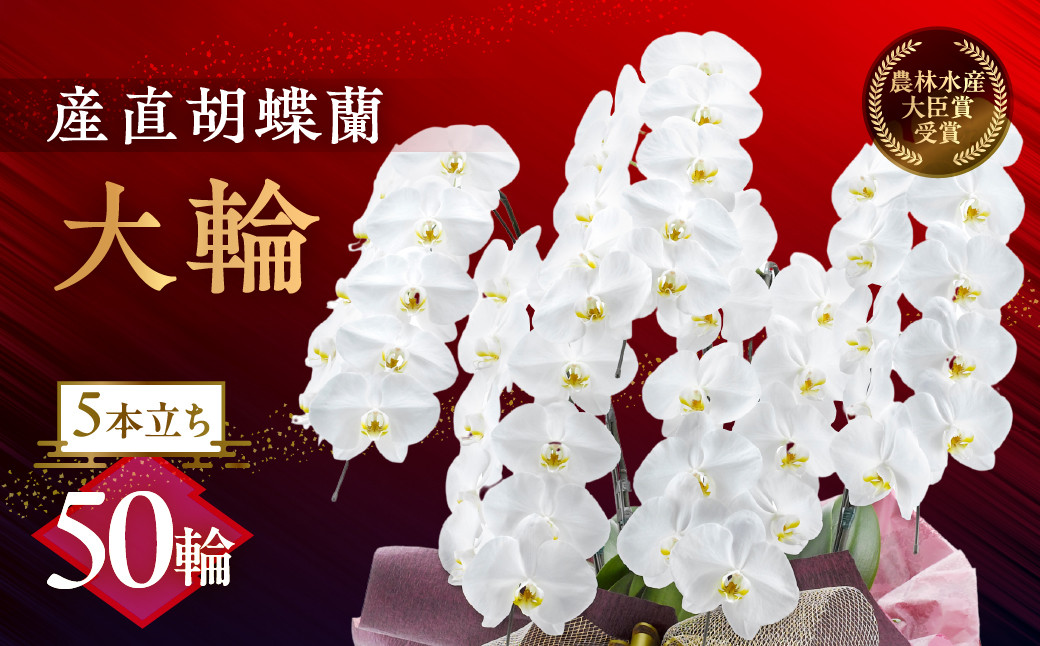 
産直胡蝶蘭『大輪』白５本立ち５０輪
