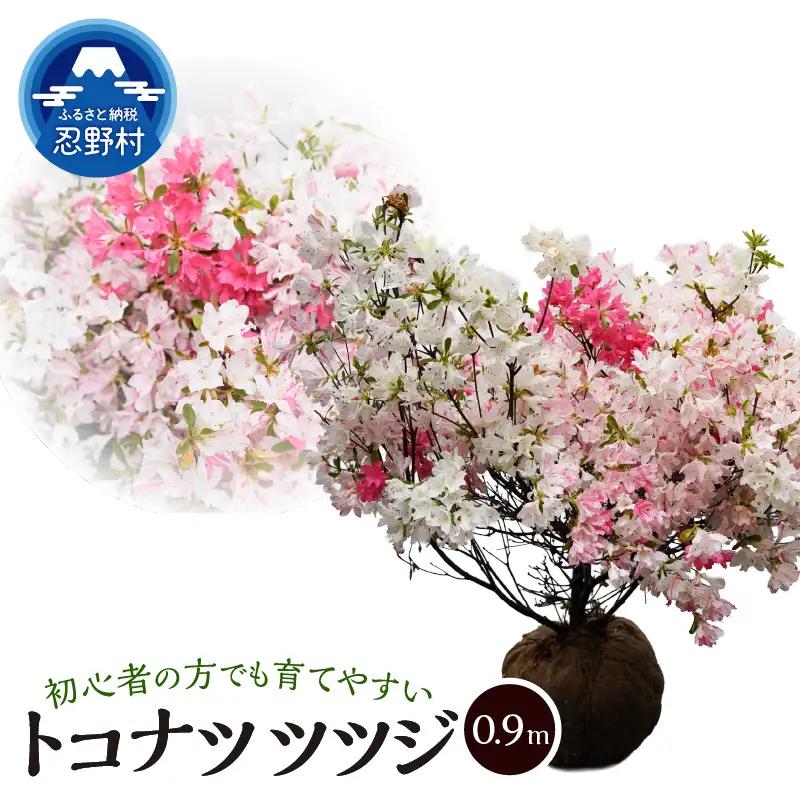 植木　トコナツツツジ　0.9m（久留米ツツジ）