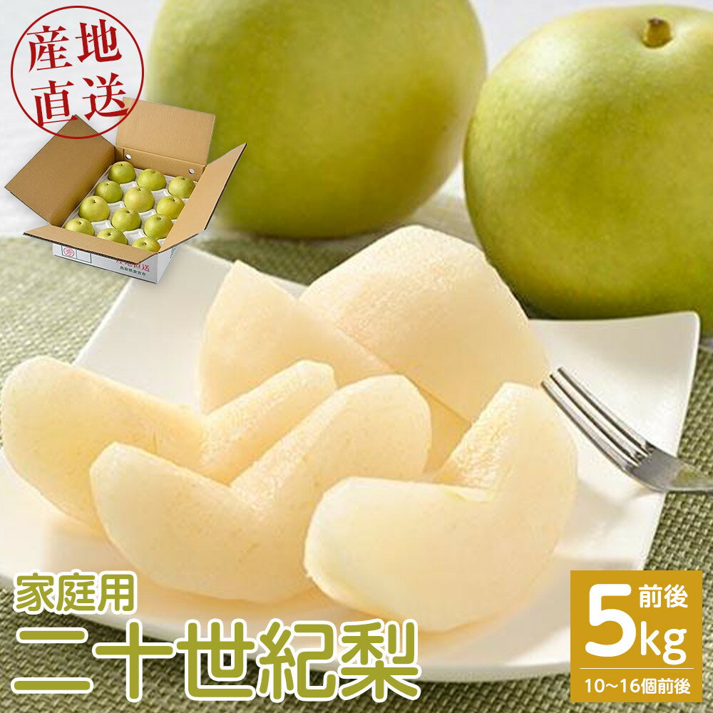 【ふるさと納税】【先行予約】【家庭用】二十世紀梨 5kg前後 (10個～16個前後) 鳥取県産 ※着日指定不可 ※2026年8月下旬～9月中旬頃に順次発送予定 | 梨 なし 訳あり 5kg 新鮮 2026年 令和8年 二十世紀 鳥取県 北栄町 おすすめ 人気 大容量 国産 送料無料