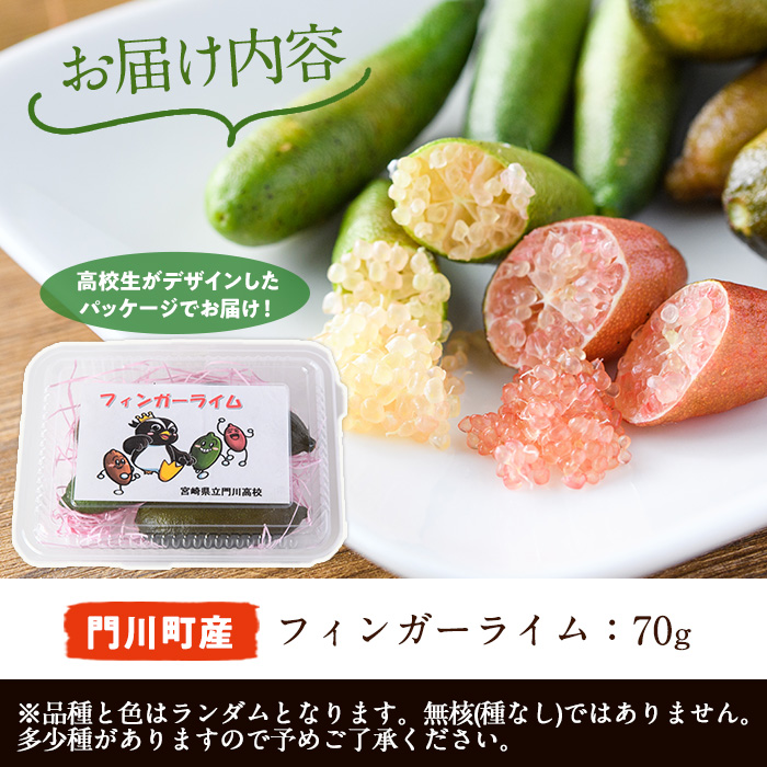 ＜数量限定・期間限定＞宮崎県門川町産フィンガーライム(70g) 柑橘 希少 ライム キャビアライム シトラス 高校生 門高 【AU-3】【宮崎県立門川高等学校】