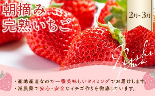 【年5回 旬のフルーツ定期便】季節のフルーツセット｜いちご スイカ マンゴー メロン フルーツ トマト 定期便 ふるーつ定期便 果物定期便 旬 夏フルーツ 秋フルーツ 冬フルーツ くだもの 贈答 ギフ