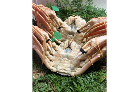 間人漁港仲買人の丸友鮮魚三代目・自慢の間人ガニ訳アリ≪茹で≫[1匹 600～700g×2匹]