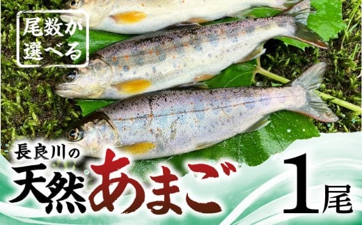 【ふるさと納税】尾数が選べる 郡上産 長良川の天然あまご 1尾 / 食品 魚介類 水産加工品 その他水産物 アマゴ 5000円 G0079a