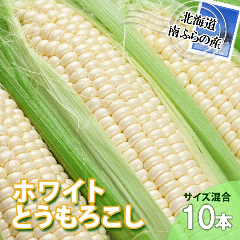【ふるさと納税】とうもろこし 北海道 朝採り トウモロコシ ホワイト 10本 サイズ混合 南ふらの産 ホワイトコーン 産地直送 旬 野菜 旬の野菜 コーン とうきび トウキビ 夏野菜 夏 2025年発送 　お届け：2026年7月20日～8月31日まで