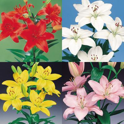 ふるさと納税 えびの市 ユリ球根 カラフルすかしユリセット4色16球