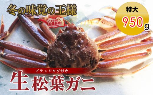 
【魚倉】タグ付き生松葉ガニ（特大９５０ｇ） 松葉ガニ カニ ズワイガニ カニ爪 タグ付き 冷蔵 蟹 ずわいがに 特大 国産 鮮度抜群 鳥取県 倉吉市
