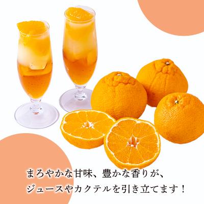 ふるさと納税 高原町 手搾り不知火(しらぬい)果汁200ml×1p　TF882 |  | 02