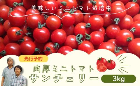 ミニトマト サンチェリー 3kg 7月発送 大容量 トマト プチトマト 新鮮 野菜 農家直送 3キロ おすすめ おいしい ギフト 贈答 プレゼント 福島県 田村市 田村 よしのや農園 N061-002